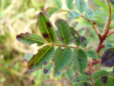 Feuilles alternes et composées, comportant 5 à 9 petites folioles d'environ 5 mm. Agrandir dans une nouvelle fenêtre (ou onglet)